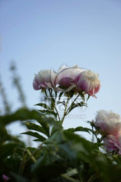 芍药花