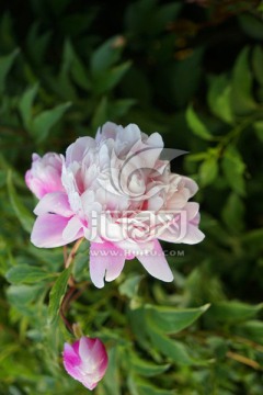 芍药花