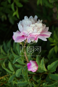 芍药花