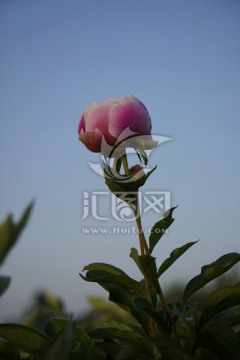芍药花