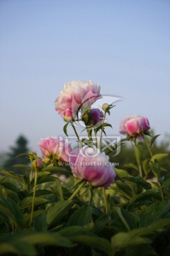 芍药花