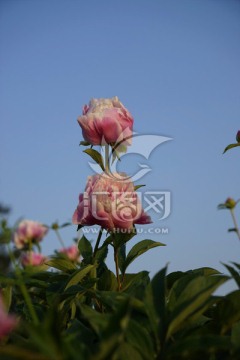 芍药花