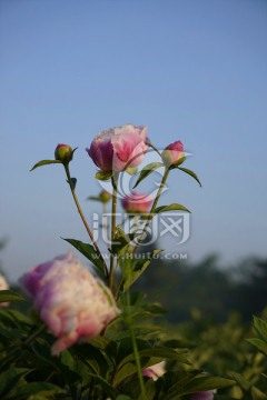 芍药花
