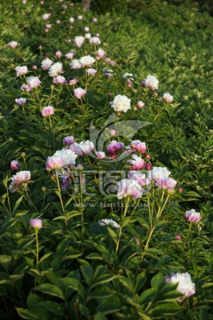 芍药花