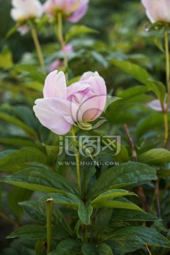 芍药花