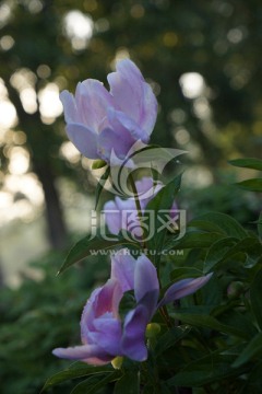 芍药花