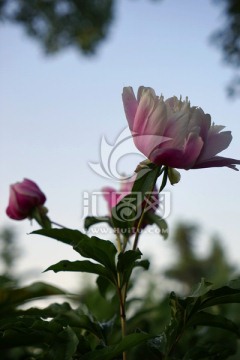芍药花