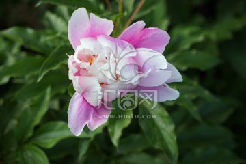 芍药花