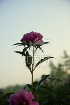 芍药花