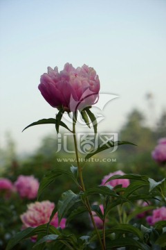 芍药花