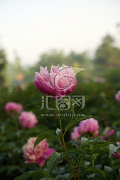 芍药花