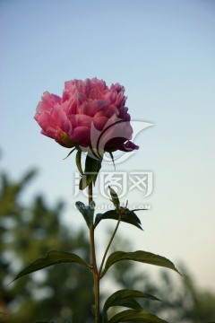 芍药花