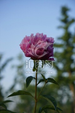芍药