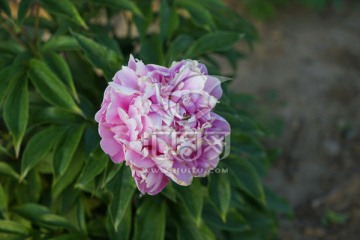 芍药花