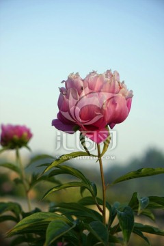 芍药花