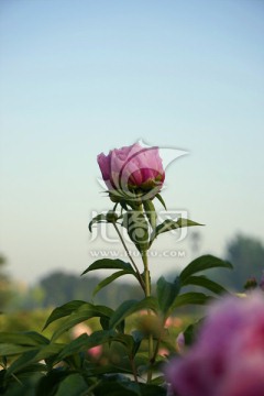 芍药花