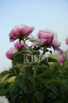 芍药花