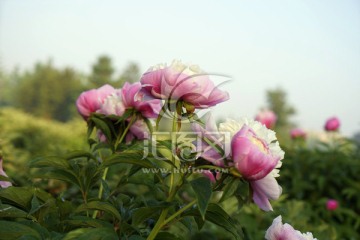 芍药花