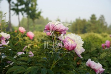 芍药花 植物 花卉