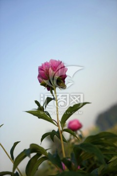 芍药花