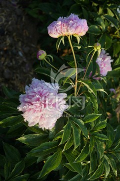 芍药花