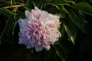 芍药花