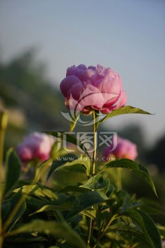 芍药花