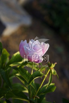 芍药花