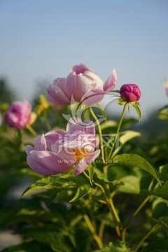 芍药花