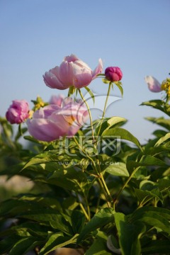 芍药花