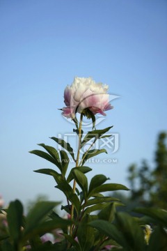 芍药花