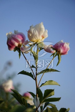 芍药花
