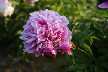 芍药花
