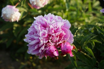 芍药花