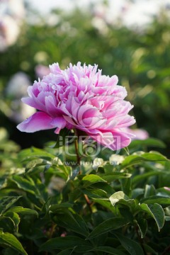 芍药花