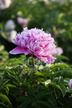 芍药花