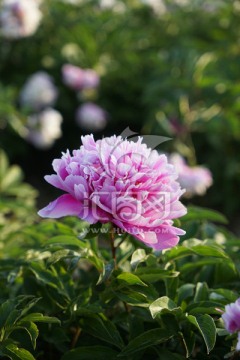 芍药花
