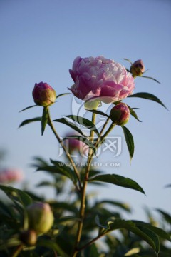 芍药花