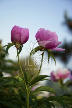 芍药花