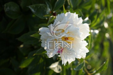 芍药花
