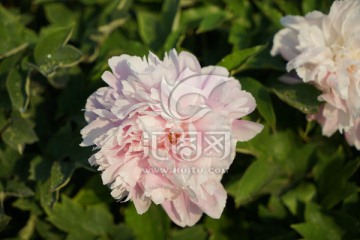 芍药花