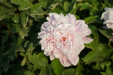 芍药花