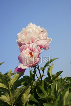 芍药花