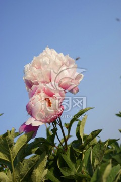 芍药花