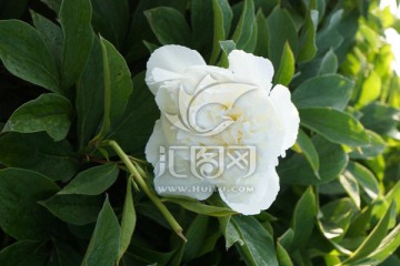 芍药花