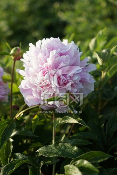 芍药花