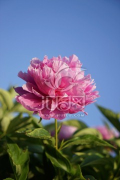 芍药花
