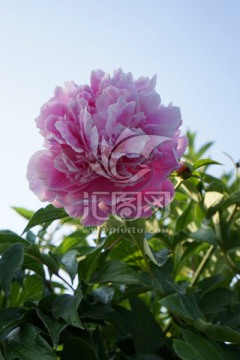 芍药花