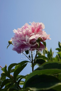 芍药花