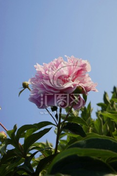 芍药花